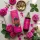 Aromafume-Rosa Water-Rózsa Víz Permet 200 ml 