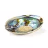 Paua Kagyló 13-15 cm