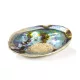 Paua Kagyló 13-15 cm